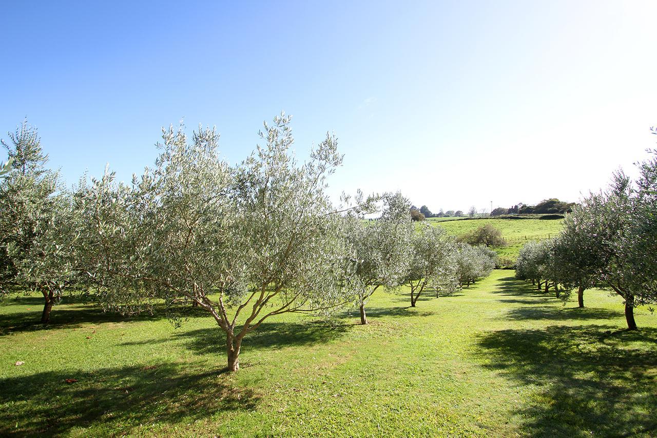 Ohaupo Olives Bed & Breakfast Eksteriør bilde